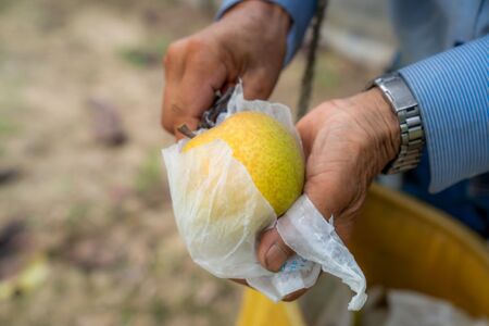 【先行予約】水谷さんが真心こめて育てた梨 3kg