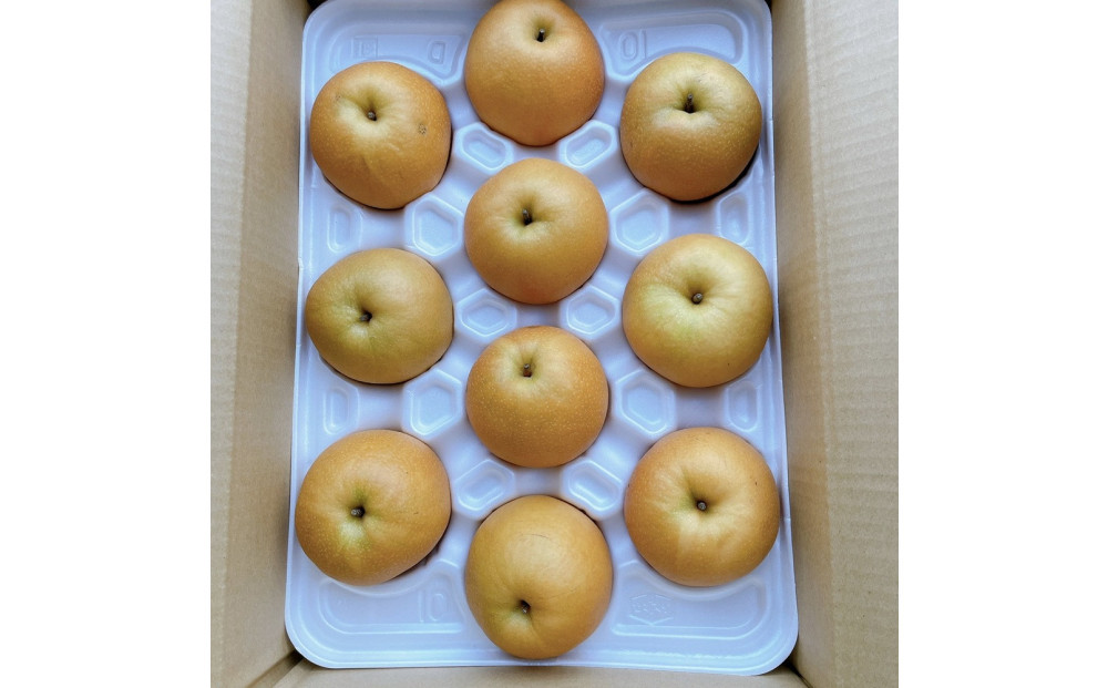 有梨の実石田 新興梨(ギフト用)5kg(10月中旬から発送）
