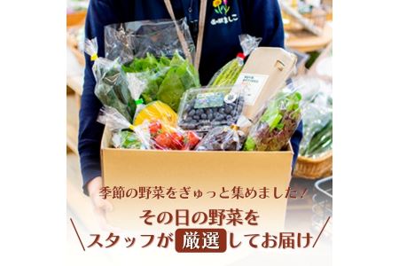 AA005 旬の採れたてぜいたく野菜セット（卵付き）4人用　野菜 やさい セット 旬 採れたて 卵 4人用 4人前 贅沢 ぜいたく 10個入り1パック