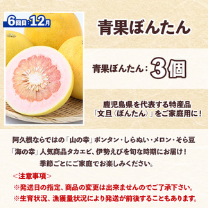 ＜定期便・全6回(偶数月)＞阿久根市の山の幸・海の幸！不知火・そら豆・タカエビ・メロン・伊勢えび・ぼんたんなど)国産 柑橘 みかん フルーツ 果物 魚介 頒布会【松永青果】a-120-5