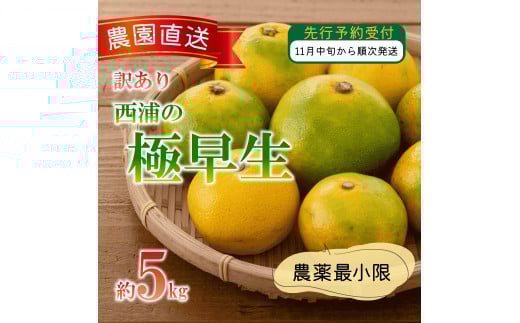 訳あり みかん 極早生 5kg 西浦 蜜柑 柑橘 オレンジ ミカン  ( 数量限定 みかん 果物 みかん フルーツ みかん 柑橘 みかん 国産 )