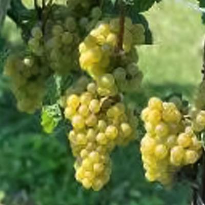 ふるさと納税 赤磐市 サッポロ グランポレール 余市 ケルナー 白ワイン 750ml 3本 [NO5765-1110] |  | 03