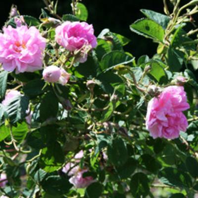 ふるさと納税 下仁田町 国産 有機 ダマスクローズウォーター(清涼飲料水)50ml×1本　F21K-411 |  | 01