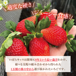 【12月中旬より順次発送】【数量限定】茨城県オリジナル品種『いばらキッス』DX300g×2パック【いちご 苺 フルーツ 果物 くだもの 水戸市 茨城県】（DO-3）