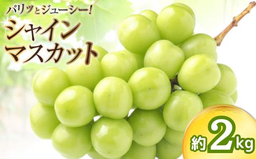 
            ＜8月発送＞長崎県産 シャインマスカット 約2kg(3房〜5房) 長崎県/長崎県農産品流通合同会社 [42AMAE017]
          