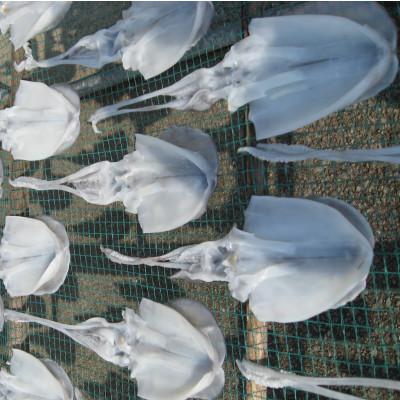 ふるさと納税 佐渡市 【先行予約】佐渡産 アオリイカ一夜干し&塩辛のセット |  | 01