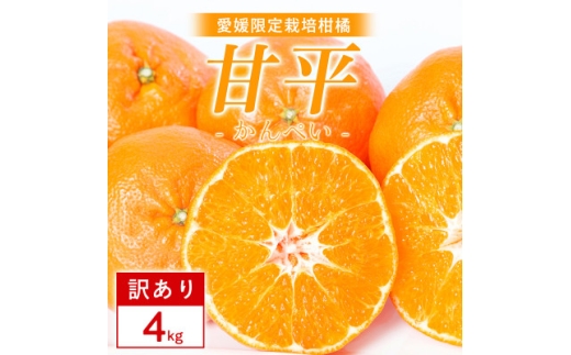 ＜訳あり＞甘平 4kg 愛媛県 八幡浜市 西宇和地区 扁平で濃い味＜E25-334＞【1714526】