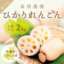 【ふるさと納税】ひかりれんこんギフト 2kg AMサイズ 産地直送 浮島産れんこん(化粧箱入)【配送不可地域：離島・沖縄県】【1545988】
