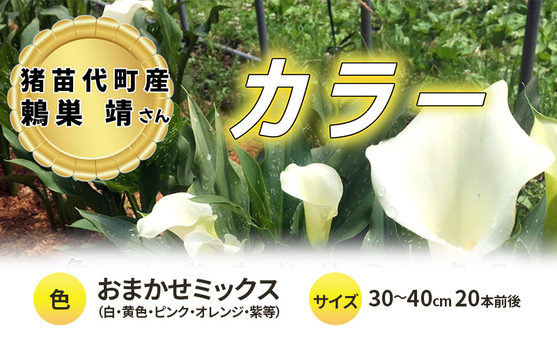 
            【2025年先行予約】【数量限定】花 カラー ( 生花 ) 30～40cm おまかせミックス 20本前後 生産者：鶫巣靖 猪苗代産 プレゼント 贈り物 ギフト ※2025年9月上旬より順次発送予定 ※沖縄・離島への配送不可
          