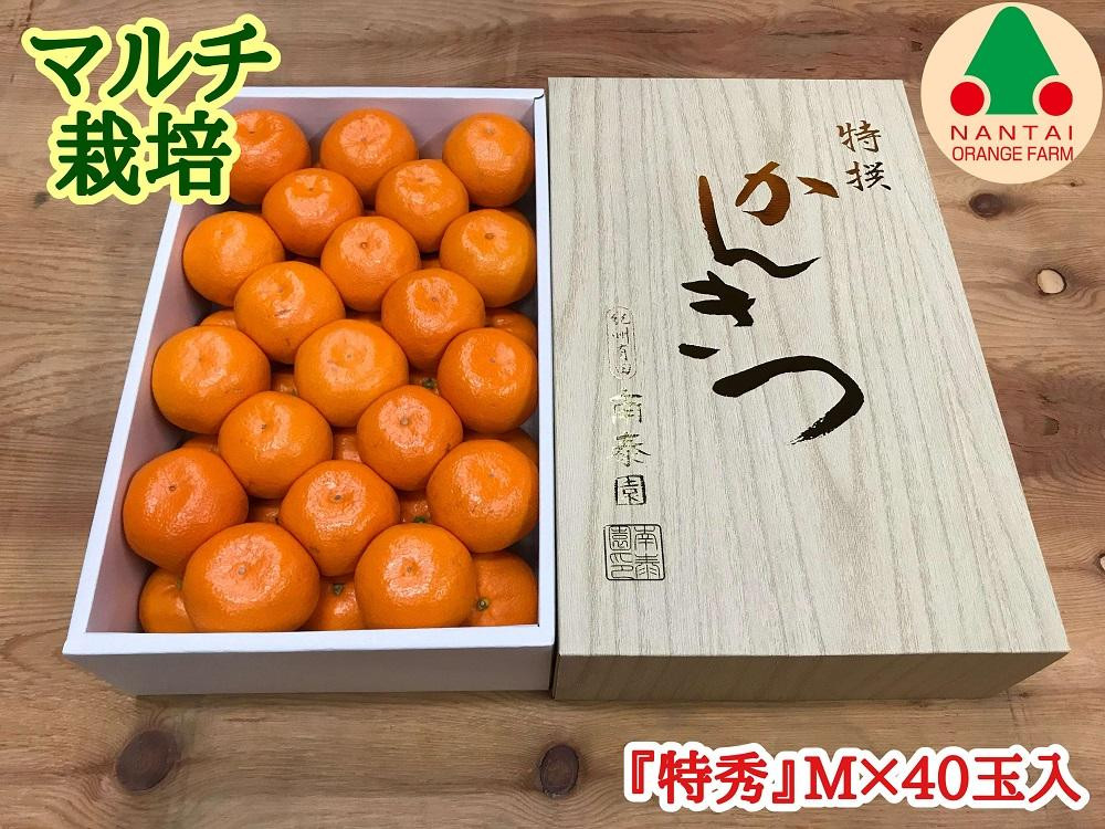 
マルチ栽培 有田みかん 化粧箱 特秀 M サイズ 40玉入 南泰園
