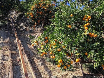 農家直送！なつみオレンジ 10kg 無選別≪秀品・訳あり品・サイズ混合≫【平武農園】～蛍飛ぶ町から旬の便り～