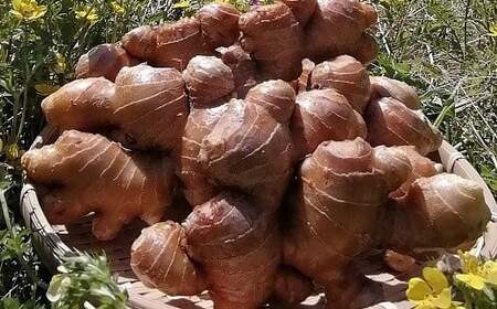 自然の力だけで育てた、こだわり農法の生姜（水洗い2kg）高知県黒潮町産［1323-2］