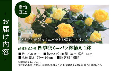 【母の日】ミニバラ イエロー 鉢植え レース柄 産地直送 品種おまかせ のため 訳あり [5月7日～10日 お届け] 四季咲き 花 ガーデニング 生産量 日本一 天皇杯 ※沖縄 離島配送不可 薔薇 セ
