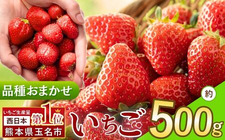 熊本県産いちご 品種おまかせ 約 500g | フルーツ 果物 くだもの 果実 苺 いちご ベリー ストロベリー  熊本県 玉名市