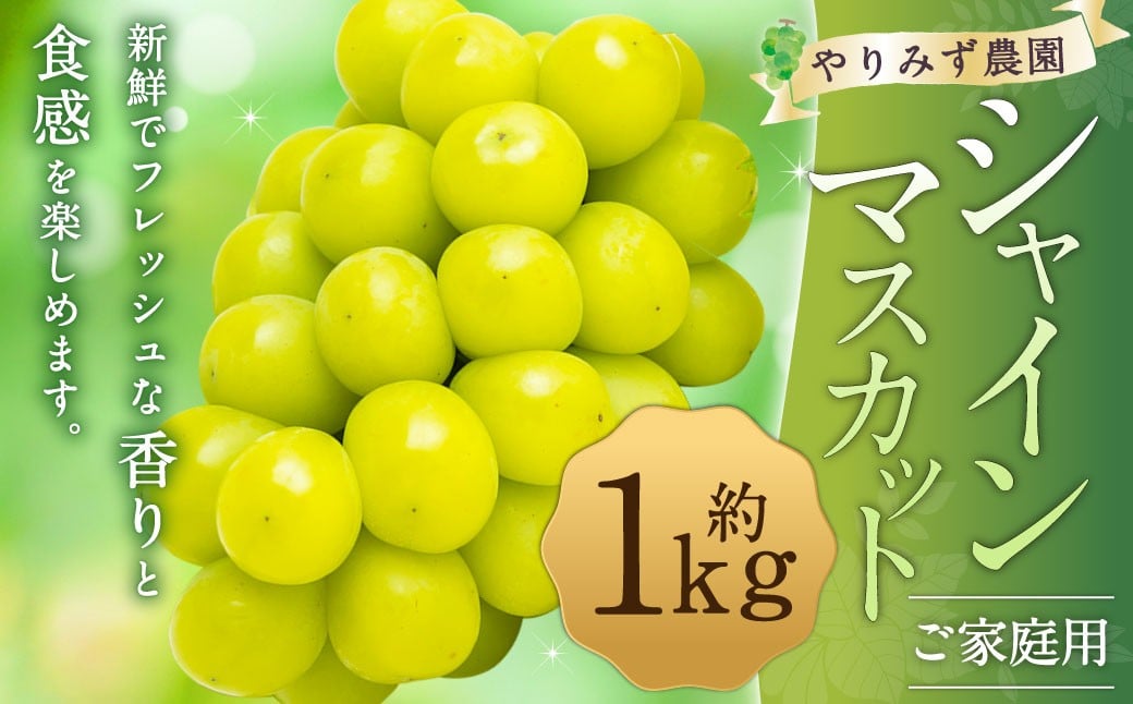 
            【先行予約】 やりみず農園 農家応援！ ご家庭用 シャインマスカット（約1kg） 【2026年8月下旬～9月上旬発送予定】 マスカット ぶどう ブドウ 葡萄 くだもの 果物 フルーツ 果実 福岡県 うきは市
          
