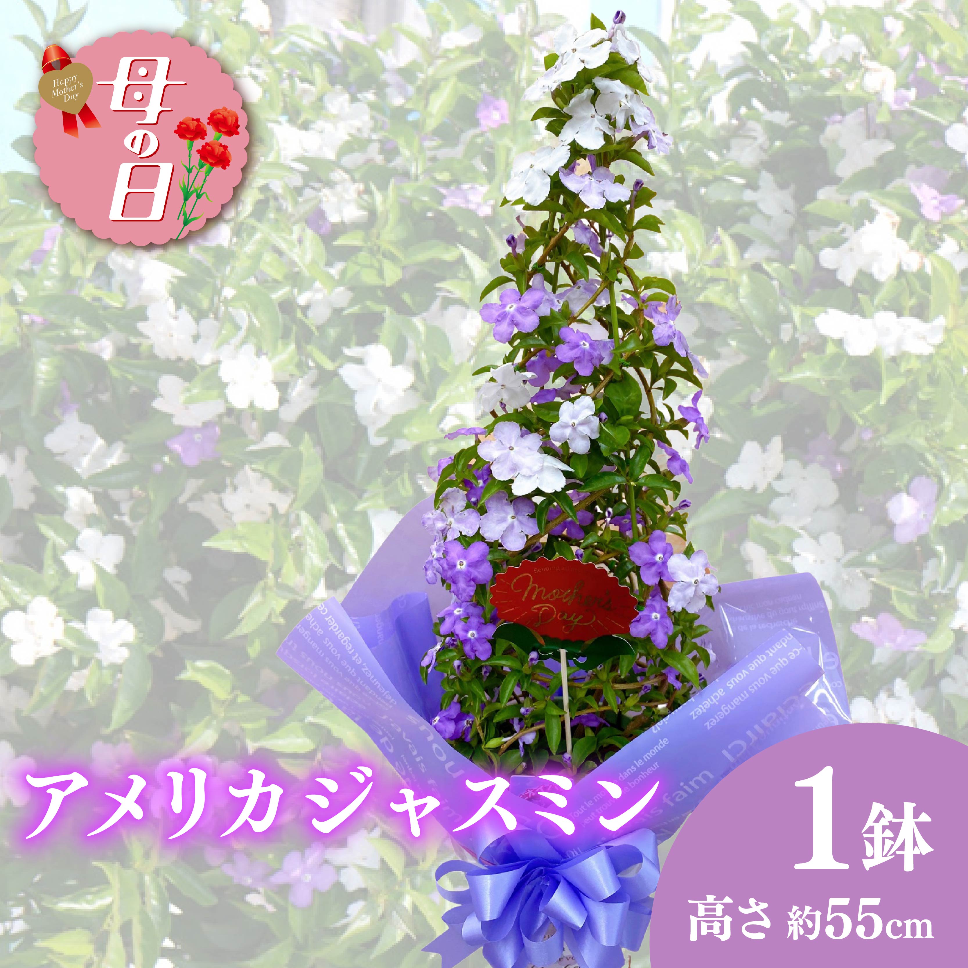 【ふるさと納税】 【先行予約】 母の日に！ アメリカンジャスミン 鉢植え タワー仕立て ニオイバンマツリ 花 贈物 贈答 プレゼント 母の日 2026年5月から順次発送 オンライン決済限定 静岡県 藤枝市