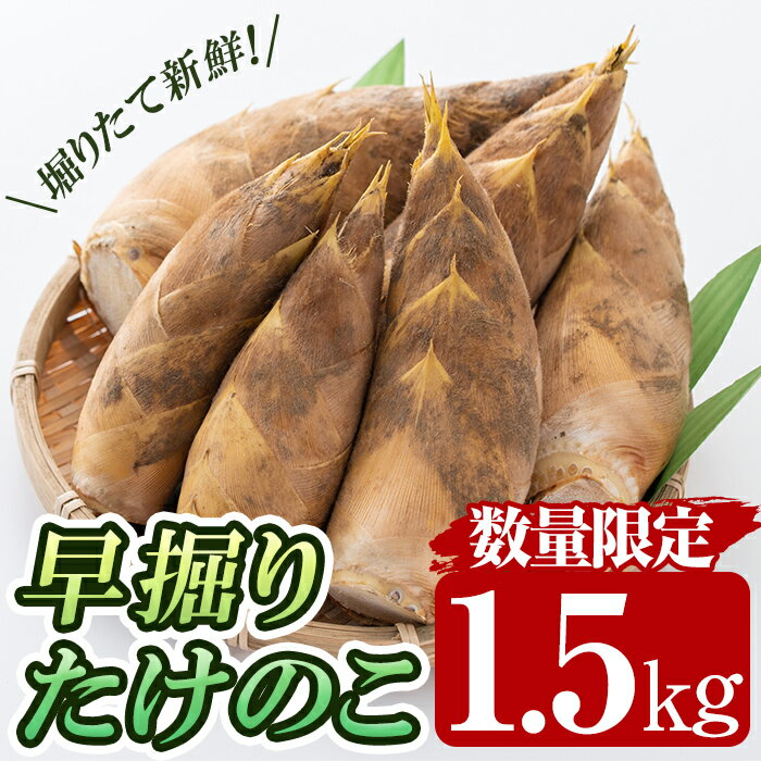 【ふるさと納税】＜先行予約受付中！2025年12月下旬～2026年2月末の間に発送予定＞早堀り筍(正味約1.5kg)国産 早堀り たけのこ タケノコ 筍 竹の子【夢竺山株式会社】