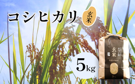 【令和7年度産】 減農薬コシヒカリ 玄米 5kg / 米 玄米 減農薬 綾部市 / 森本ファーム［BSDH010］