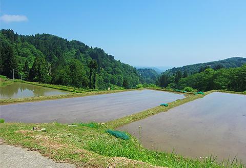 H4-16壱醸 無濾過純米酒 1800ml（長岡市旧栃尾地区棚田産越淡麗100%）【越銘醸】