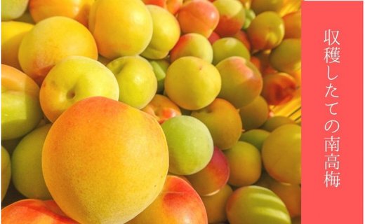 無添加　しそ梅　しょっぱい（小粒800ｇ）紀州南高梅【梅農家手づくり梅干】