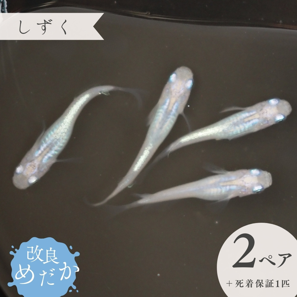 
                  【しずく】美しき 改良めだか （２ペア+死着保証１匹） メダカ めだか めだか屋らん
                