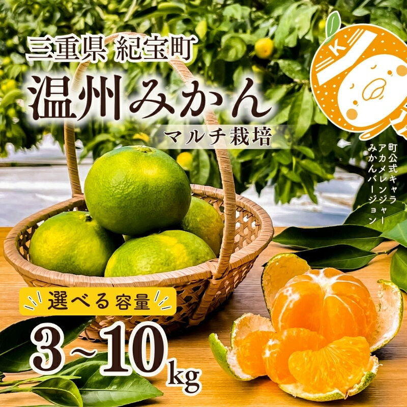 【ふるさと納税】 【先行予約】 マルチ栽培 紀宝町産 温州みかん 3kg 4.5kg 10kg サイズおまかせ【2025年9月20日頃～10月15日頃に順次発送予定】 / 数量限定 みかん ミカン 蜜柑 温州みかん フルーツ 果物 くだもの 柑橘 予約 産地直送 農家直送 三重県 紀宝町