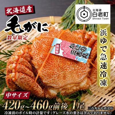 ふるさと納税 白老町 【浜ゆで自社タグ付】北海道産ボイル毛ガニ420g〜460g前後×1尾 冷凍