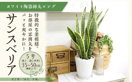 【観葉植物】サンスベリア 5号 ホワイト陶器鉢 丸ロング 高さ：約35cm～50cm内外(鉢底より) ｜観葉植物 サンスベリア 鉢つき