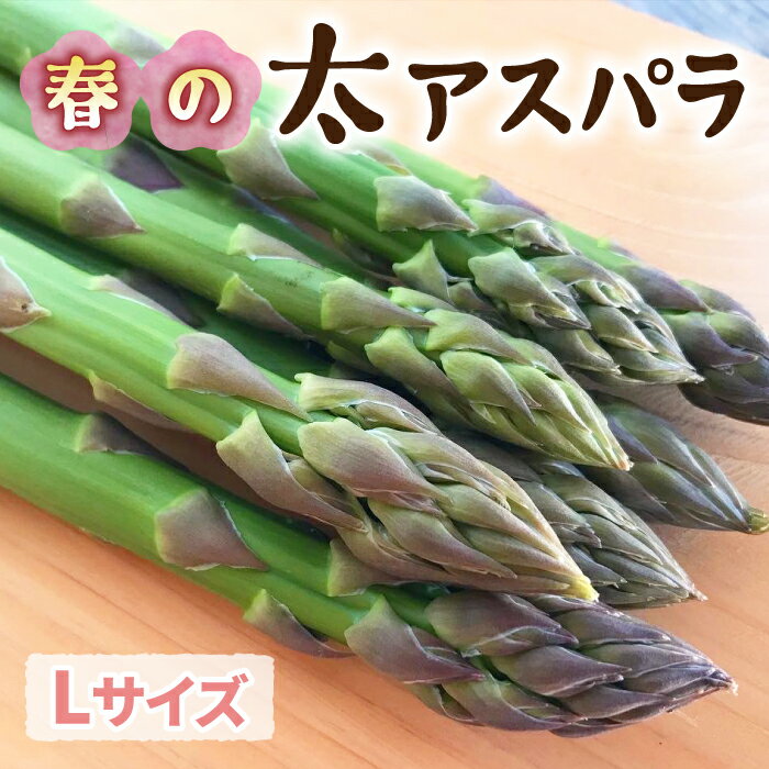 【ふるさと納税】【先行受付2026年発送】農家直送！新鮮！春獲れ太（L）アスパラ｜のららぼ農園 ※2026年4月上旬～5月下旬発送予定