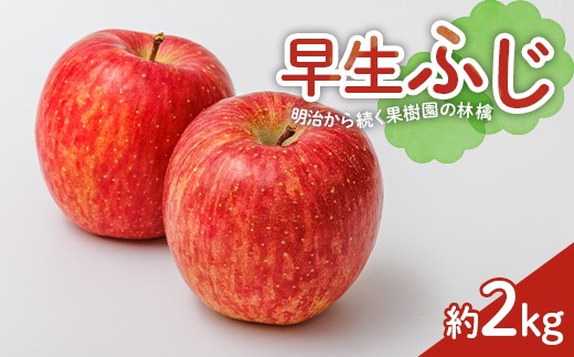 【2026年出荷分先行予約】明治から続く果樹園の林檎 早生ふじ 約2kg りんご リンゴ 林檎 果物 くだもの フルーツ 福島県 白河市 F25R-150
