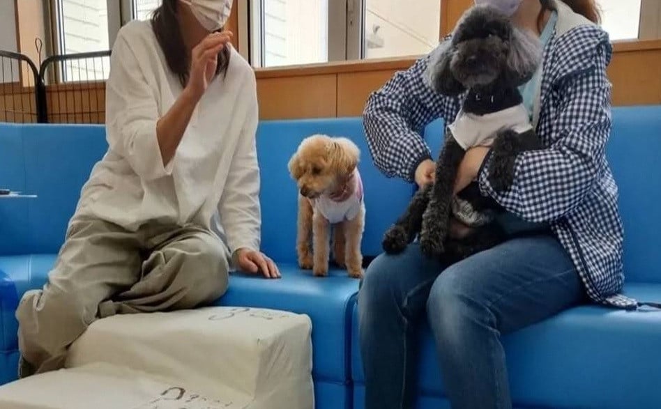 犬猫関連の無料相談、犬育てトレーニング、健康管理教室開催