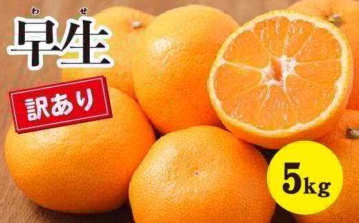 訳あり みかん 【先行受付】【2025年11月以降発送】甘いだけじゃない！ 甘みと酸味の 訳あり早生みかん ＜約5kg＞ 広島 三原 佐木島 鷺島みかんじま 017015