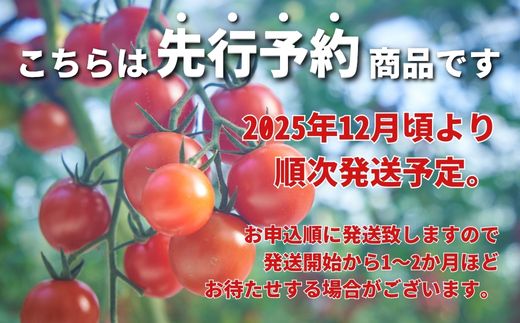 先行予約受付中 四万十川 源流域で育まれた 絶品 フルーツミニトマト 2kg フルーツトマト ふるーつとまと とまと トマト 甘い 濃厚 美味しい 箱詰め  糖度8%～12% 高知