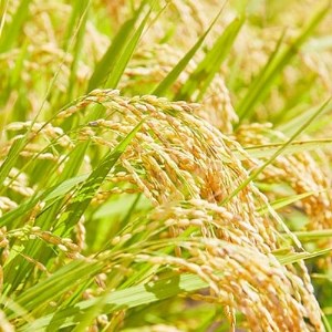 《先行受付》令和7年産　山形県産　つや姫　4kg_米 こめ 白米 精米 精白米 特別栽培米 つや姫 山形県 ブランド米 産地直送 人気 おすすめ 贈答 ギフト プレゼント 送料無料 お取り寄せ お米 