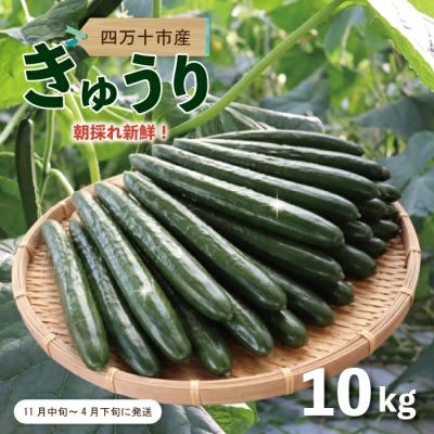 ふるさと納税 四万十市 朝採れ新鮮!四万十市産きゅうり10kg【発送時期:11月中旬〜4月下旬】