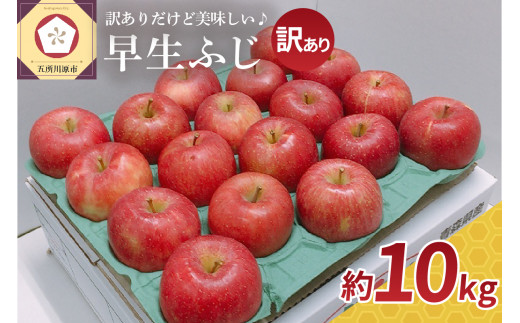 【2026年10月発送】 りんご 約10kg 訳あり 早生ふじ 【 青森 林檎 フジ リンゴ 果物 フルーツ ワケアリ 】