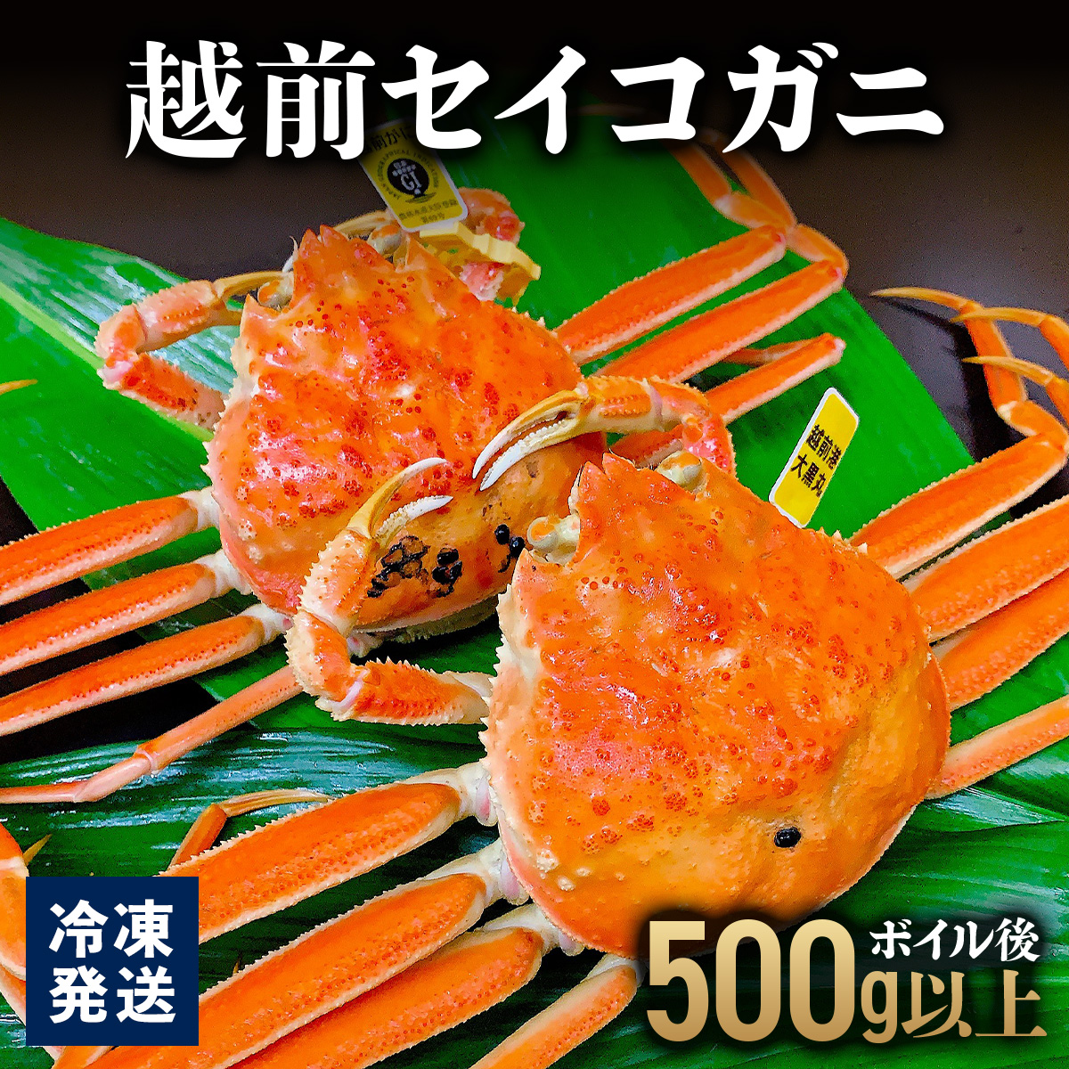 越前セイコガニ 　ボイル後500g以上 (ボイル前600g前後) 冷凍 お届け時期：11月10日以降順次発送【マイマルシェ 敦賀 越前蟹 カニ 蟹 セイコガニ 海鮮 かに鍋 かにしゃぶ NEW 新規】[090-a017]