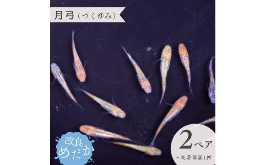 【月弓（つくゆみ）】美しき 改良めだか （２ペア＋死着保証１匹）  メダカ めだか めだか屋らん