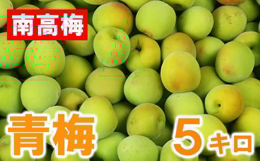 
                  ひらそ農園の青梅 5kg 梅 南高梅 青梅 梅干し 梅干 梅干し用 梅酒用 梅酒 梅シロップ 梅ジャム 5キロ 数量限定 先行予約 6月 ＜004-007＞
                