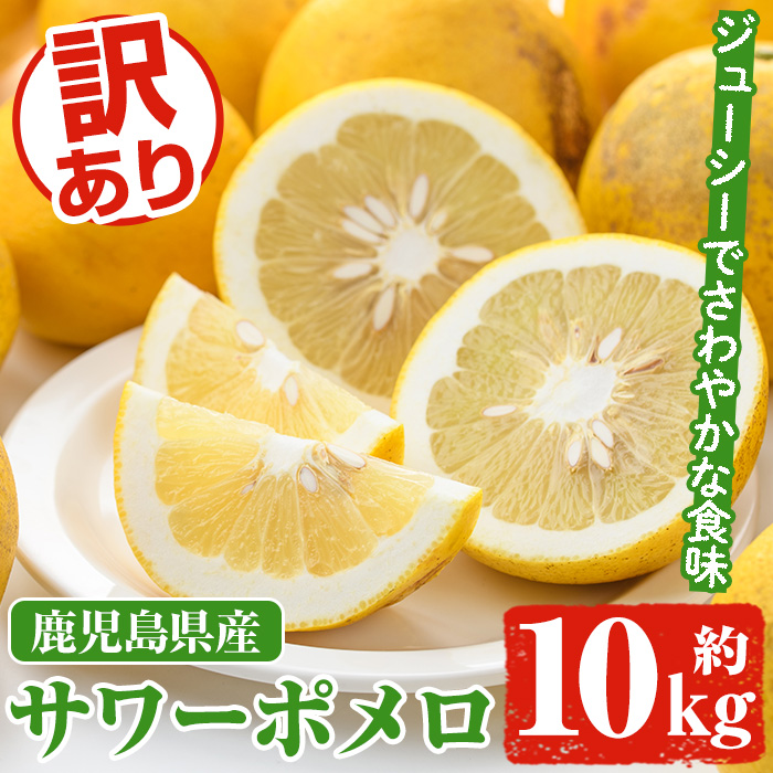 ＜先行予約受付中！2027年1月以降順次発送予定＞訳ありサワーポメロ(約10kg) 国産 果物 フルーツ 柑橘 甘味 酸味 デザート おやつ【松永青果】akn053-16