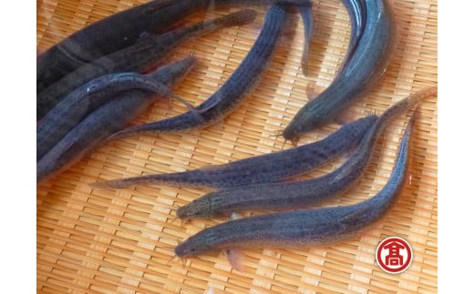どじょう　活魚　［髙島屋選定品］【ドジョウ 生きたまま 600g】