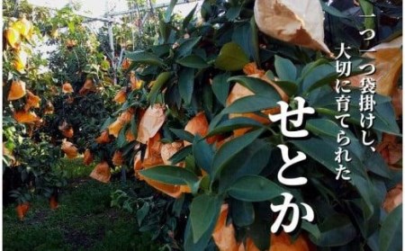 【2027年2月頃から順次発送】【せとか】家庭用　約5kg 愛媛 松山 みかん 先行予約 蜜柑 柑橘 果物 くだもの フルーツ お取り寄せ グルメ 期間限定 数量限定 人気 おすすめ 愛媛県 松山市【