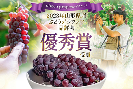 【期間限定発送】 ぶどう デラウェア 8～12房 約 1.5kg 朝採り [oboco grapes 山形県 高畠町 tk06ayt250002] 個包装 種無し ブドウ 葡萄 くだもの 果物 フルー