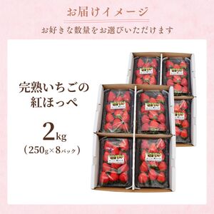 【1月発送】甘熟いちご 紅ほっぺ 2kg (250g×8パック) | いちご 苺 フルーツ 果物 茨城県 龍ケ崎市