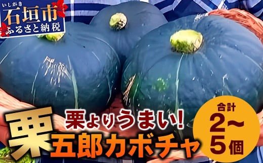 高級カボチャ「栗五郎」サイズ色々2-5個、お得セット！農薬を使わないシリカ水栽培 (3月～5月順次発送)【 産地直送 沖縄県 石垣島産 カボチャ かぼちゃ 野菜 離島のいいもの 沖縄いいもの石垣島 】OI-013