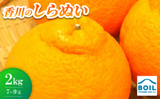 しらぬい(デコポン)約2kg(7～9玉)【1680222】