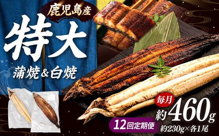 
                  全12回定期便 鹿児島産うなぎ2尾 蒲焼・白焼セット ▼ 国産 うなぎ 鰻 ウナギ 蒲焼 うなぎ 蒲焼き 肉厚 うなぎ うなぎ ウナギ 鰻 冷凍 特大 希少 鰻 うなぎ ウナギ 人気 ウナギ うなぎ おすすめ ランキング うなぎ おいしい unagi うなぎ かばやき うなぎ 高級 特別 贅沢 うなぎ ウナギ 鰻 ひつまぶし うなぎ ウナギ 夏 鰻 九州 福岡 桂川町/山水商事 [ADAH020]
                