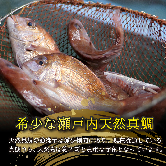 瀬戸内産 天然真鯛 約1.5kg（500g×3匹/）【12月〜発送/調理が楽ちん！三枚おろし・真空パックでお届け！】鯛 天然鯛 真鯛 天然 鮮魚 下処理済 三枚おろし 瀬戸内 広島県 三原市　1540