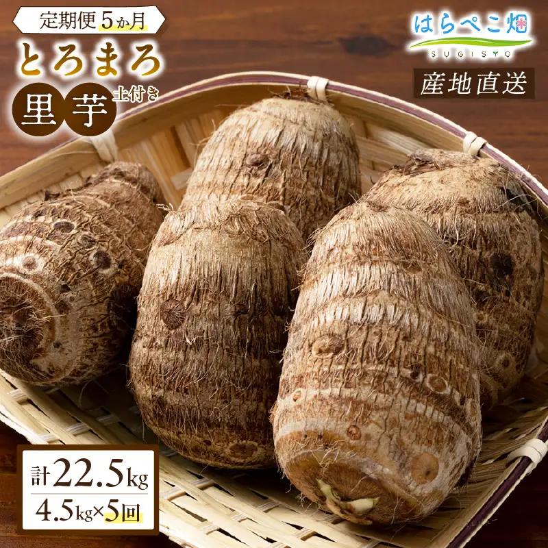 【定期便5ヶ月】里芋『とろまろ』土付き 4.5kg・H141
