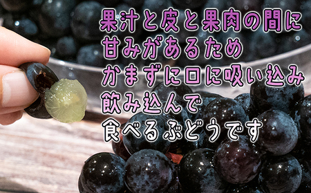 スチューベンぶどう津軽ぶどう村特秀 青森県産 スチューベン【約1.5kg】